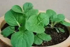 Pak Choi seeds ,bok choy or Chinese white cabbage, Asian Vegetable - Caribbean garden seed