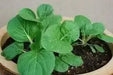 Pak Choi seeds ,bok choy or Chinese white cabbage, Asian Vegetable - Caribbean garden seed