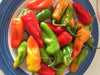 Padron Pepper SEEDS- (Capiscum annuum) Hot/Sweet/Mild, HEIRLOOM VEGETABLE - Caribbean garden seed