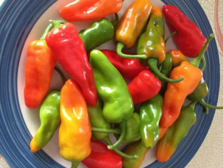 Padron Pepper SEEDS- (Capiscum annuum) Hot/Sweet/Mild, HEIRLOOM VEGETABLE - Caribbean garden seed