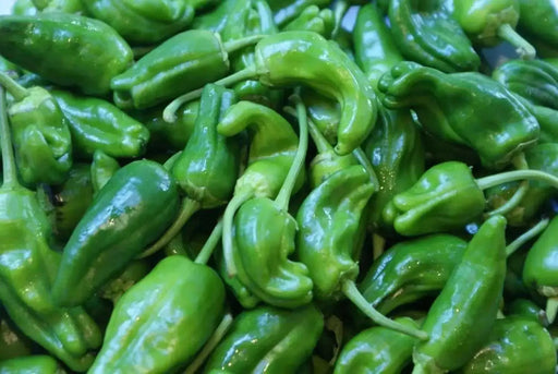 Padron Pepper SEEDS- (Capiscum annuum) Hot/Sweet/Mild, HEIRLOOM VEGETABLE - Caribbean garden seed