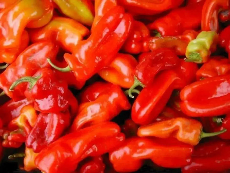 Padron Pepper SEEDS- (Capiscum annuum) Hot/Sweet/Mild, HEIRLOOM VEGETABLE - Caribbean garden seed