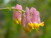 Pale Corydalis FLOWERS Seed. Corydalis Sempervirens - Caribbean garden seed