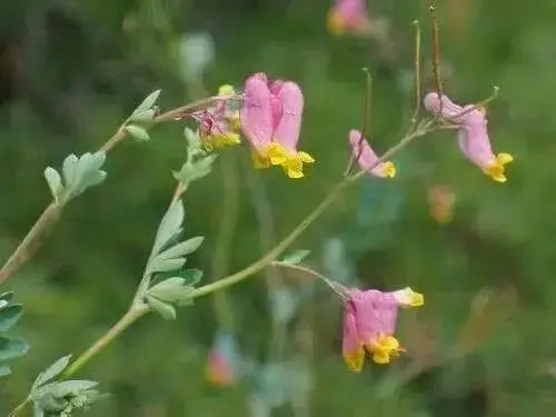 Pale Corydalis FLOWERS Seed. Corydalis Sempervirens - Caribbean garden seed