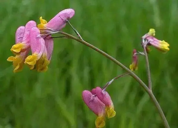 Pale Corydalis FLOWERS Seed. Corydalis Sempervirens - Caribbean garden seed