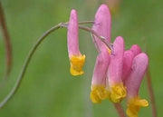 Pale Corydalis FLOWERS Seed. Corydalis Sempervirens - Caribbean garden seed