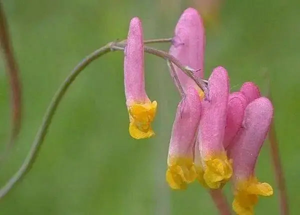 Pale Corydalis FLOWERS Seed. Corydalis Sempervirens - Caribbean garden seed
