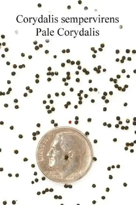 Pale Corydalis FLOWERS Seed. Corydalis Sempervirens - Caribbean garden seed