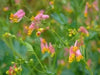 Pale Corydalis FLOWERS Seed. Corydalis Sempervirens - Caribbean garden seed