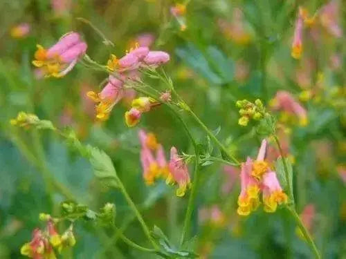 Pale Corydalis FLOWERS Seed. Corydalis Sempervirens - Caribbean garden seed