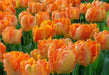 Parrot King tulip BULBS, SPRING BLOOM - Caribbean garden seed