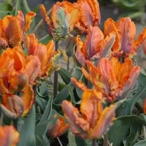 Parrot King tulip BULBS, SPRING BLOOM - Caribbean garden seed