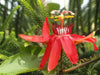 Passiflora manicata Vine,Red Passion Flower seeds, tropical Vine - Caribbean garden seed