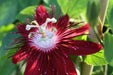 Passiflora manicata Vine,Red Passion Flower seeds, tropical Vine - Caribbean garden seed