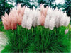 Pampas Grass Mix ,Ornamental Grass Seeds - Caribbean garden seed