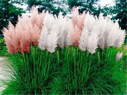 Pampas Grass Mix ,Ornamental Grass Seeds - Caribbean garden seed