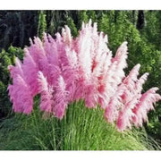 Pampas Grass Mix ,Ornamental Grass Seeds - Caribbean garden seed