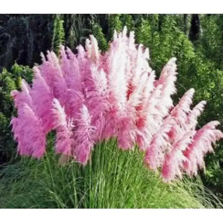 Pampas Grass Mix ,Ornamental Grass Seeds - Caribbean garden seed