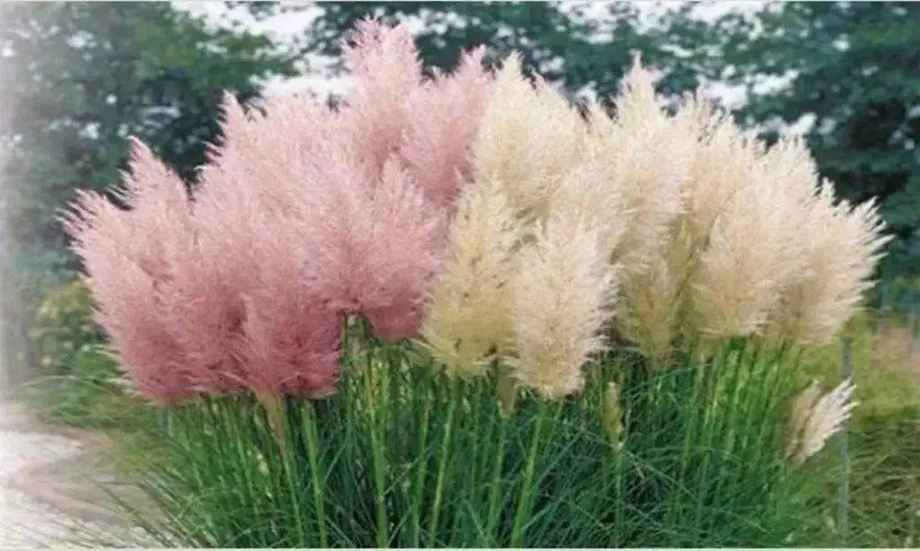 Pampas Grass Mix ,Ornamental Grass Seeds - Caribbean garden seed