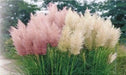 Pampas Grass Mix ,Ornamental Grass Seeds - Caribbean garden seed