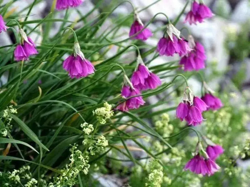 PARASOL ONION SEEDS (Allium insubricum Allium ) Ornamental Onion, Lombardy Garlic, Beautiful ! - Caribbean garden seed