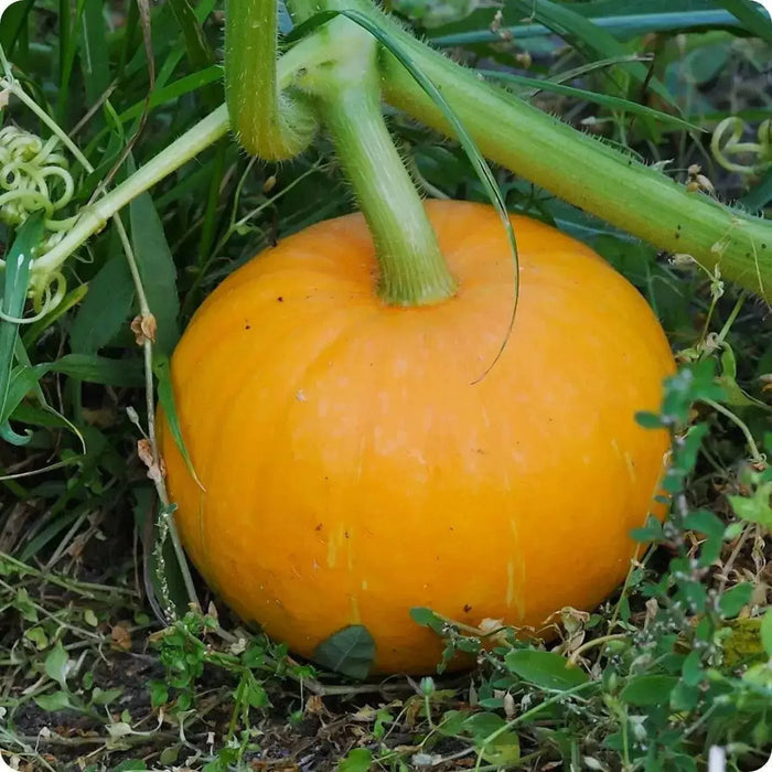 PAM HYBRID Pumpkin Seed- WINTER SQUASH SEED - Caribbean garden seed
