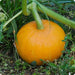 PAM HYBRID Pumpkin Seed- WINTER SQUASH SEED - Caribbean garden seed