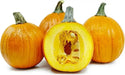 PAM HYBRID Pumpkin Seed- WINTER SQUASH SEED - Caribbean garden seed