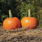 PAM HYBRID Pumpkin Seed- WINTER SQUASH SEED - Caribbean garden seed