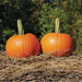 PAM HYBRID Pumpkin Seed- WINTER SQUASH SEED - Caribbean garden seed