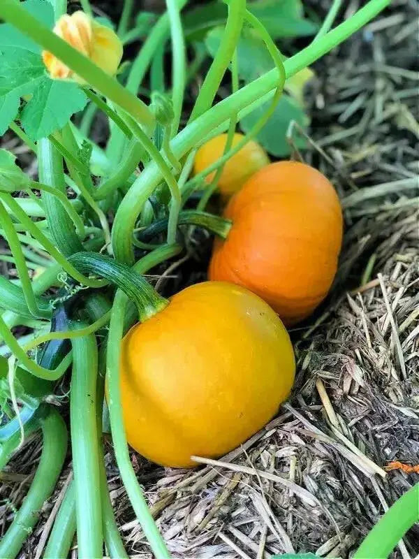 PAM HYBRID Pumpkin Seed- WINTER SQUASH SEED - Caribbean garden seed
