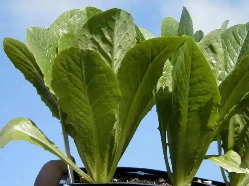 Parris Island Cos , Romaine Lettuce seeds, ANNUAL VEGETABLE - Caribbean garden seed