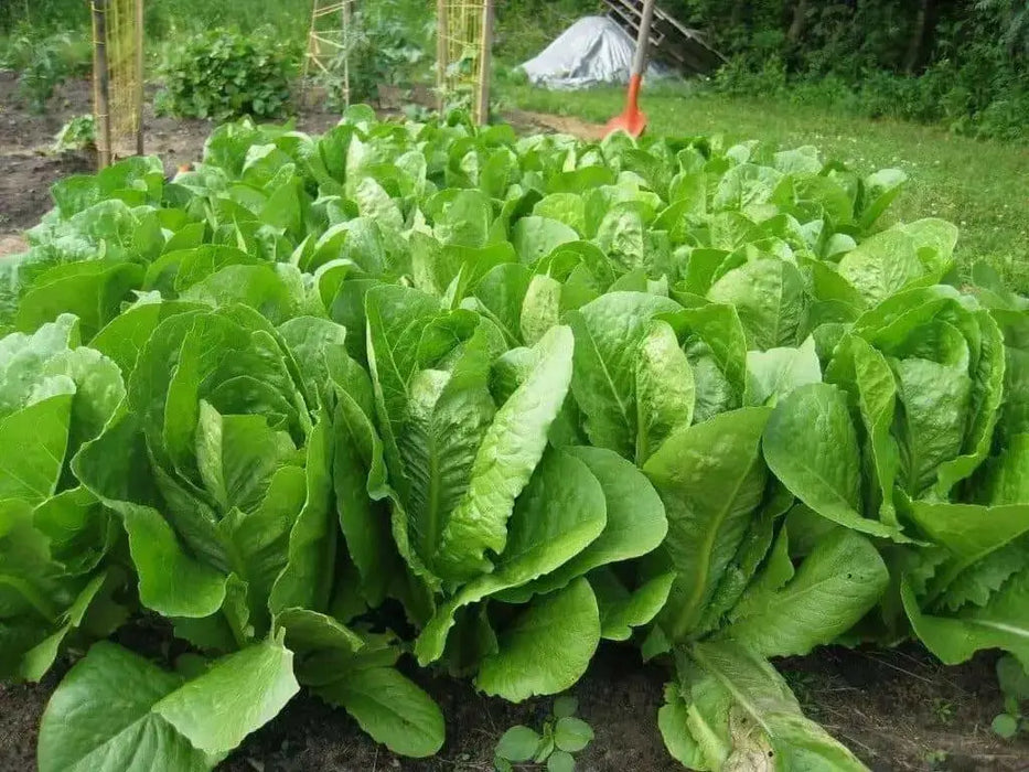 Parris Island Cos , Romaine Lettuce seeds, ANNUAL VEGETABLE - Caribbean garden seed