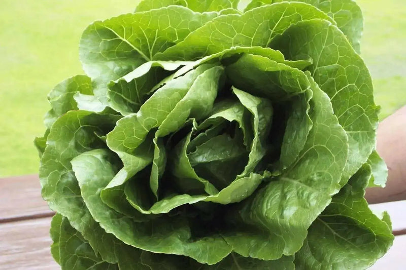 Parris Island Cos , Romaine Lettuce seeds, ANNUAL VEGETABLE - Caribbean garden seed