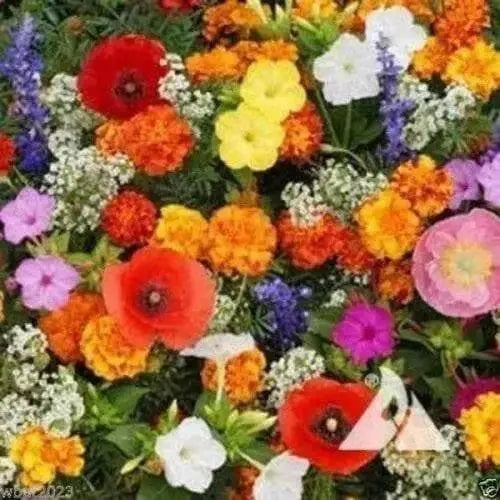 Partial shade wild flower seed mix - Caribbean garden seed