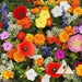 Partial shade wild flower seed mix - Caribbean garden seed