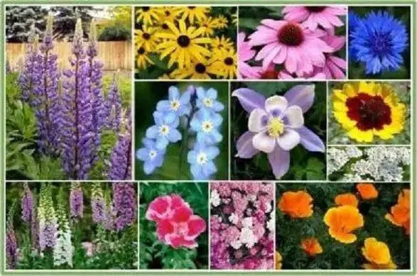 Partial shade wild flower seed mix - Caribbean garden seed