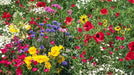 Partial shade wild flower seed mix - Caribbean garden seed