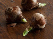 Paperwhite gift set ,-Grow this fragrant beauty.suited to forcing - Caribbean garden seed
