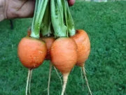 Parisian Carrot seeds, ANNUAL VEGETABLES.