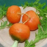Parisian Carrot seeds, ANNUAL VEGETABLES.