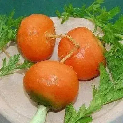 Parisian Carrot seeds, ANNUAL VEGETABLES.