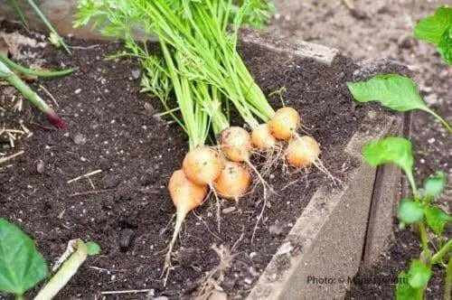 Parisian Carrot seeds, ANNUAL VEGETABLES.