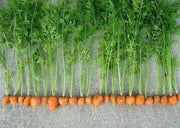 Parisian Carrot seeds, ANNUAL VEGETABLES.