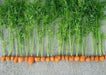 Parisian Carrot seeds, ANNUAL VEGETABLES.