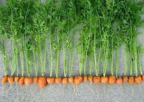 Parisian Carrot seeds, ANNUAL VEGETABLES.