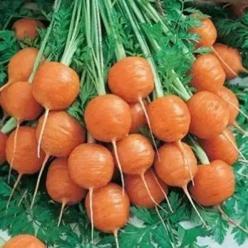 Parisian Carrot seeds, ANNUAL VEGETABLES.