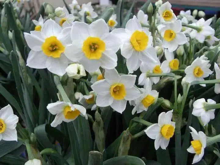 PAPERWHITE BULB , chinese sacred lily ,Great for indoor - Caribbean garden seed