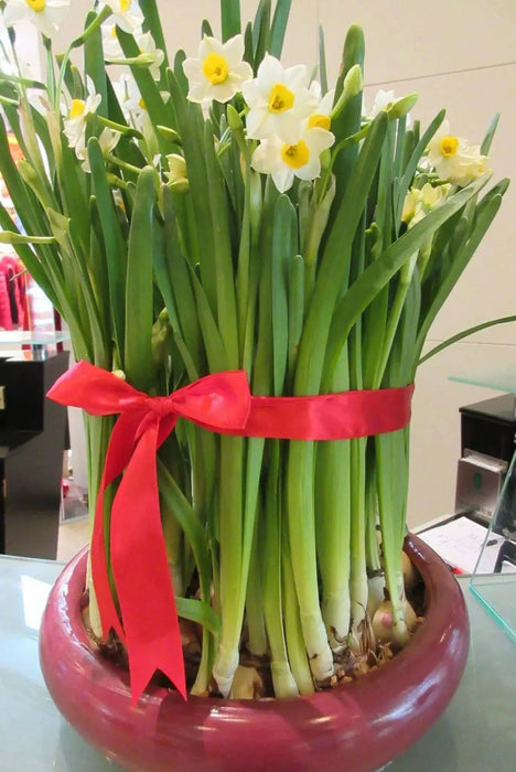 PAPERWHITE BULB , chinese sacred lily ,Great for indoor - Caribbean garden seed