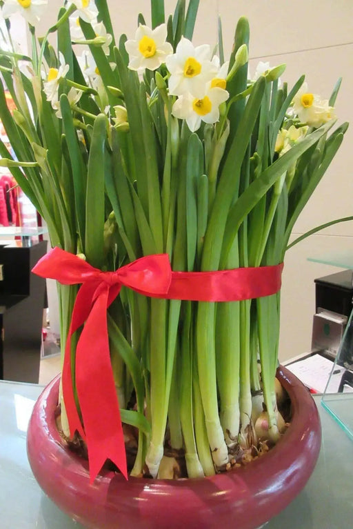 PAPERWHITE BULB , chinese sacred lily ,Great for indoor - Caribbean garden seed